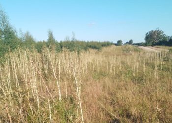 En zonas forestales de Paysandú preocupa la falta de limpieza en torno a los montes 