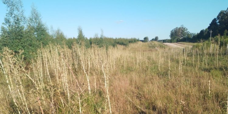 En zonas forestales de Paysandú preocupa la falta de limpieza en torno a los montes