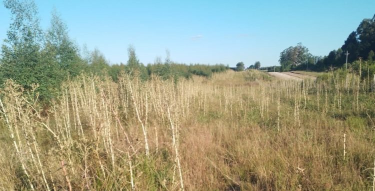 En zonas forestales de Paysandú preocupa la falta de limpieza en torno a los montes 