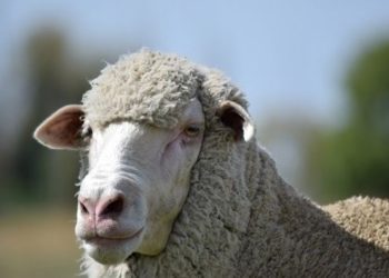 Suba de la lana por segunda semana consecutiva