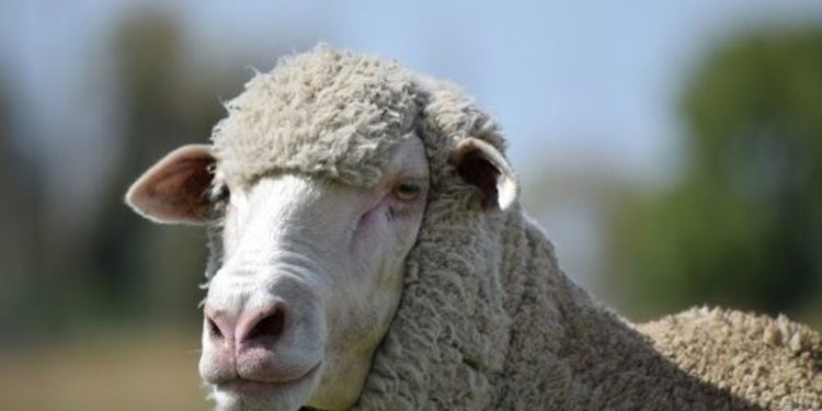 Suba de la lana por segunda semana consecutiva