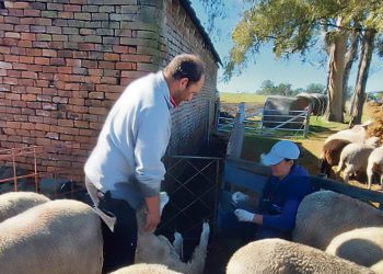 Produce ovinos en forma intensiva, pero siente que el sistema expulsa a los pequeños productores del campo