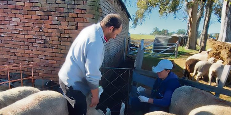 Produce ovinos en forma intensiva, pero siente que el sistema expulsa a los pequeños productores del campo