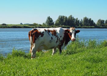 Alerta por Cianobacterias: Riesgo para la Salud Animal y Recomendaciones Oficiales