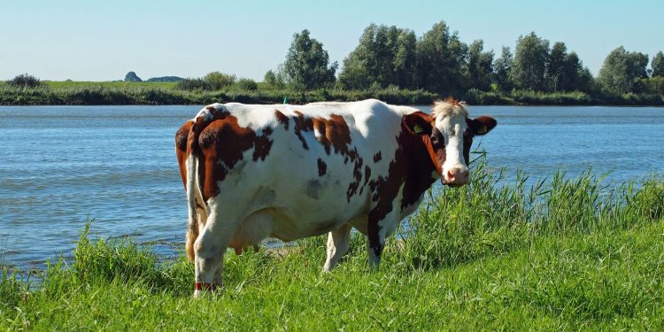 Alerta por Cianobacterias: Riesgo para la Salud Animal y Recomendaciones Oficiales