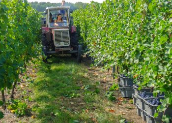 Viticultores piden reunión en “carácter de urgencia” con el presidente electo
