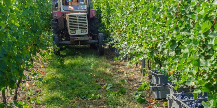 Viticultores piden reunión en “carácter de urgencia” con el presidente electo