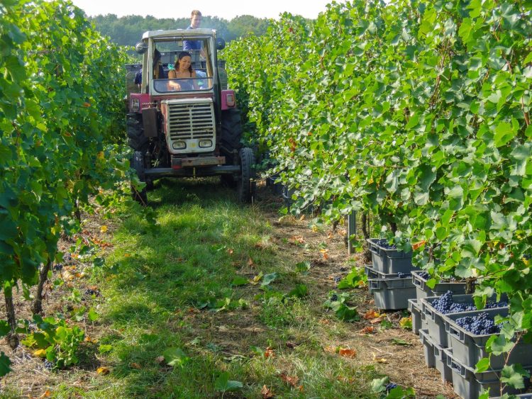 Viticultores piden reunión en “carácter de urgencia” con el presidente electo