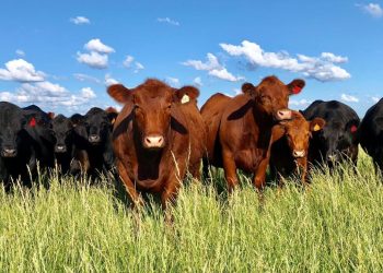 Efecto dominó: conflicto en la industria cárnica afecta a múltiples sectores