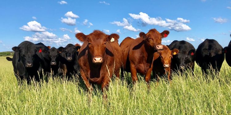 Efecto dominó: conflicto en la industria cárnica afecta a múltiples sectores