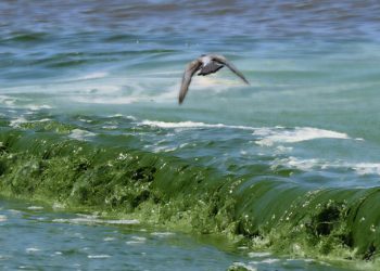Cianobacterias en Uruguay: un problema creciente que amenaza la salud y los ecosistemas