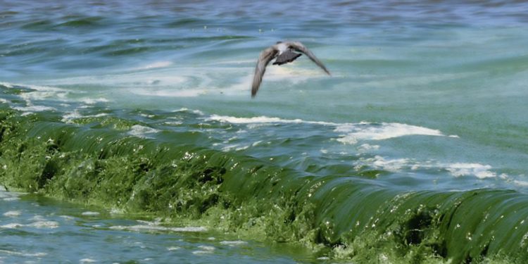 Cianobacterias en Uruguay: un problema creciente que amenaza la salud y los ecosistemas