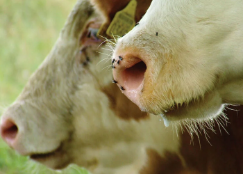 Gobierno dejó en manos de la próxima administración la continuidad del programa de la bichera