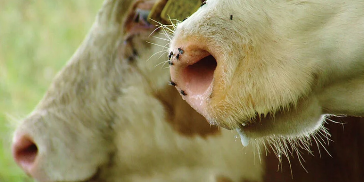 Gobierno dejó en manos de la próxima administración la continuidad del programa de la bichera