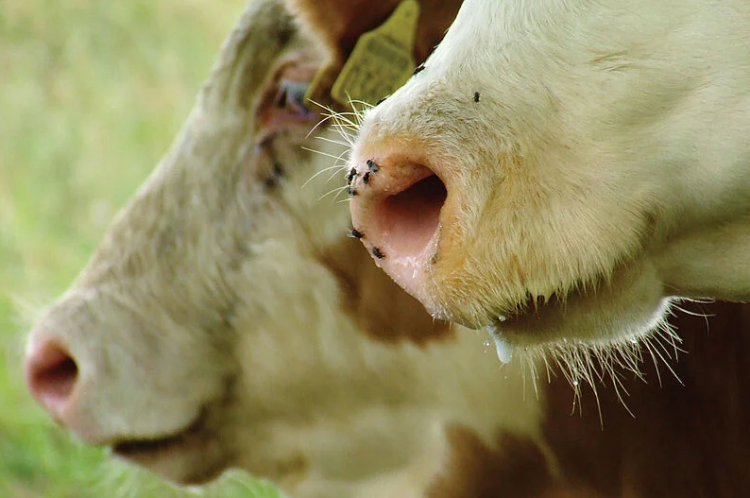 Gobierno dejó en manos de la próxima administración la continuidad del programa de la bichera