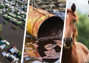 Lo que dejó 2024: inundaciones, derrames de sustancias peligrosas y encefalitis equina