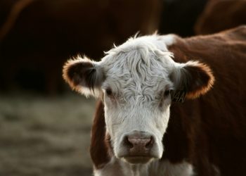 Des-Conexión Ganadera