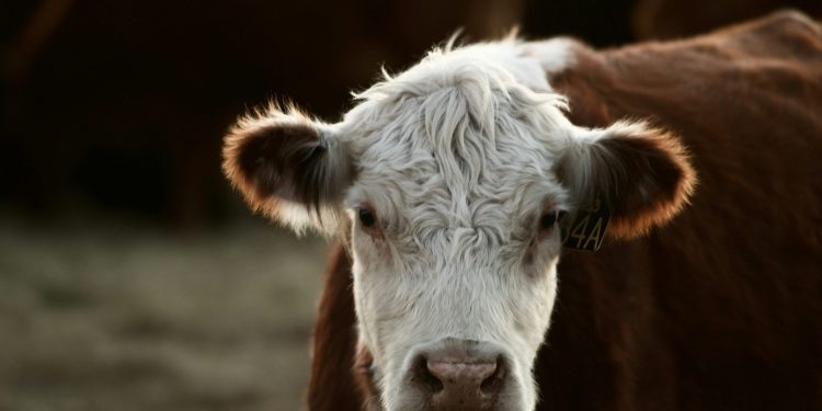 Des-Conexión Ganadera