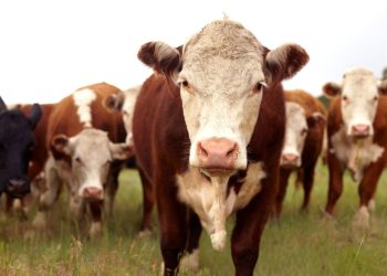 Conexión Ganadera, la ficha más grande del dominó