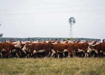 “Los únicos afectados somos los productores”