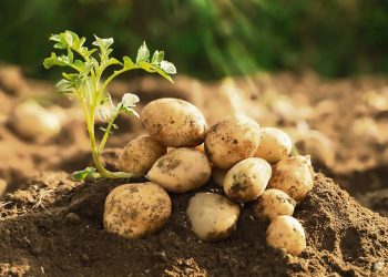 La nobleza de la papa natural amenazada por la importación de la procesada