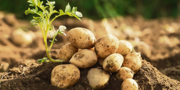 La nobleza de la papa natural amenazada por la importación de la procesada