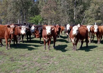 En un año con perspectivas de crecimiento de un 3%, la faena terminó cayendo 2% a consecuencia del conflicto de la industria cárnica