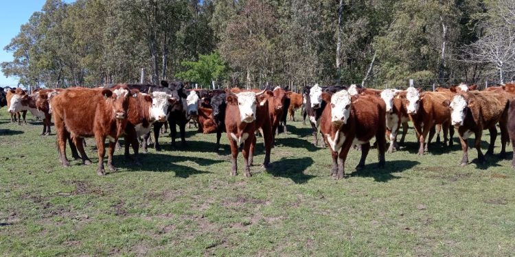 En un año con perspectivas de crecimiento de un 3%, la faena terminó cayendo 2% a consecuencia del conflicto de la industria cárnica