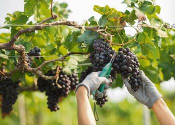 Bodegueros familiares del sur esperan por un crédito que les permita continuar en el sector