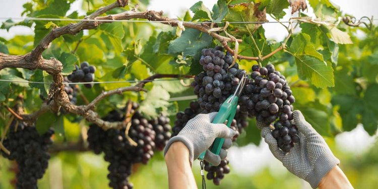 Bodegueros familiares del sur esperan por un crédito que les permita continuar en el sector