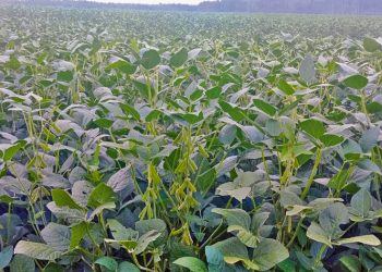Soja: se necesitan muchos kilos para ser rentables