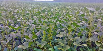 Soja: se necesitan muchos kilos para ser rentables