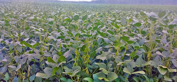 Soja: se necesitan muchos kilos para ser rentables