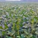 Soja: se necesitan muchos kilos para ser rentables