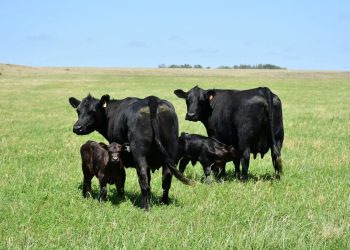 Conexión Basso Ganadera