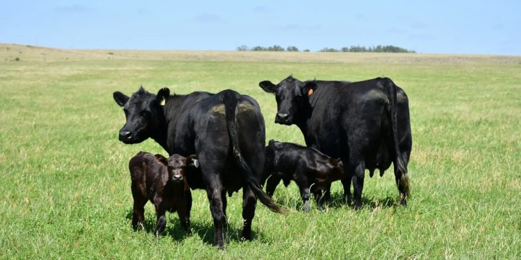 Conexión Basso Ganadera