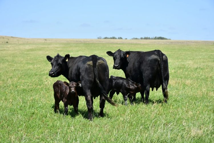 Conexión Basso Ganadera
