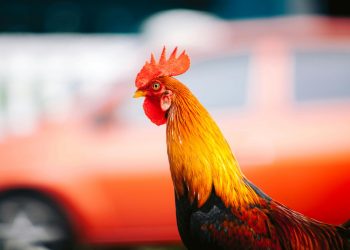 Detectan caso de gripe aviar en Argentina y Uruguay declaró alerta sanitaria