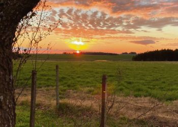 “Va a ser bueno para el mercado que se sinceren los valores de los campos”