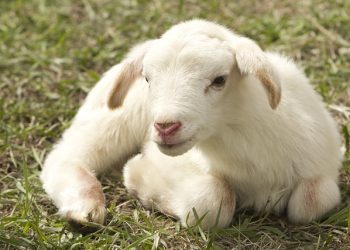 AlertaOvina: una nueva herramienta digital que contribuye a identificar los riesgos climáticos al momento de las pariciones