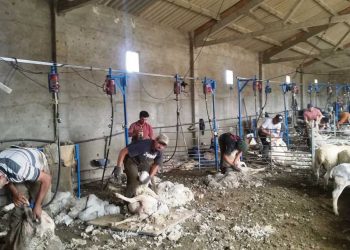 A pesar de las dificultades del rubro ovino, el oficio de esquilador permanece en pie