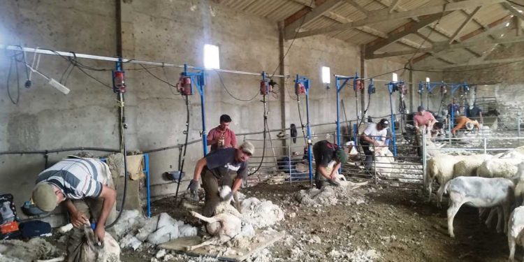 A pesar de las dificultades del rubro ovino, el oficio de esquilador permanece en pie