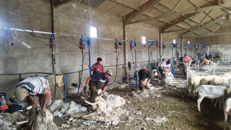 A pesar de las dificultades del rubro ovino, el oficio de esquilador permanece en pie