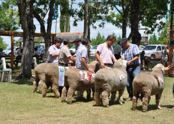 Corriedale e Ile de France; dos razas que se ajustan a las necesidades del mercado
