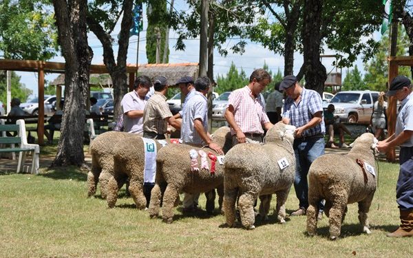 Corriedale e Ile de France; dos razas que se ajustan a las necesidades del mercado