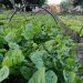 El sector granjero entre el sol, el calor, las importaciones y algunos ingresos por contrabando