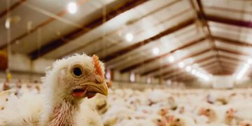 “Sería bueno que el sector avícola tuviera algún beneficio en el consumo de energía”