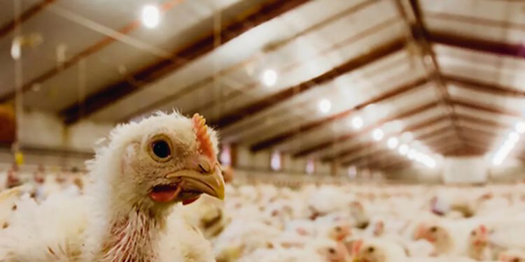 “Sería bueno que el sector avícola tuviera algún beneficio en el consumo de energía”