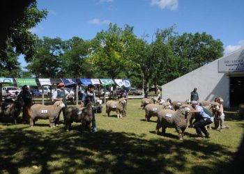 Más de 200 animales inscriptos en la 102ª Expo Ovina en Cerro Largo
