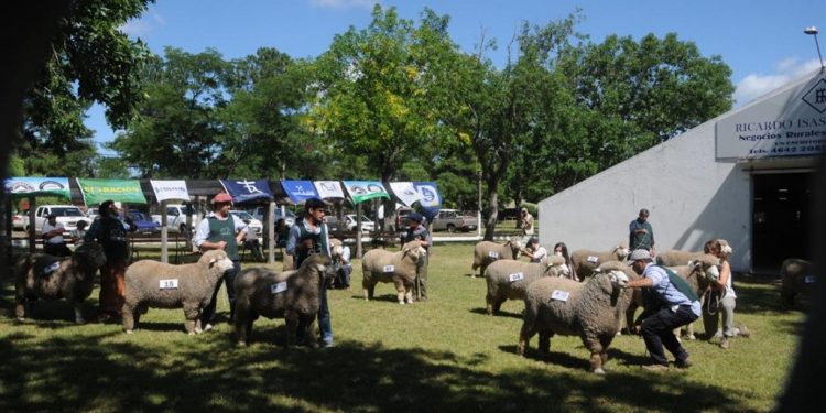 Más de 200 animales inscriptos en la 102ª Expo Ovina en Cerro Largo